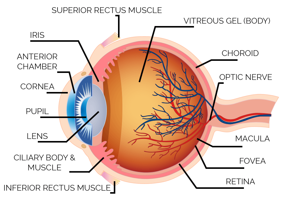 Eye anatomy - how vision works